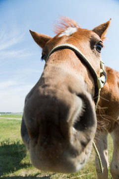 Funny pony put out its nose to smell the camera.