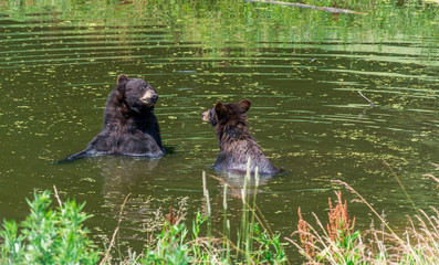 Lovers Bears Taking a Sunbath in Their Bath.