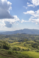 Portrait view of the Golo Cador Rice Terraces in Ruteng on Flores, Indonesia.