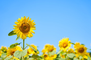 北竜町ひまわりの里のヒマワリ