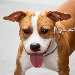 Jack russell terrier.