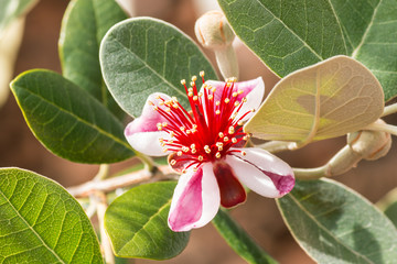 detail of pineapple guava flower and buds
