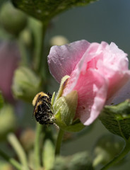 Honey Bee Gathering Pollen from a Pink Hollyhock. Shallow depth of field. 