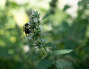 Honey Bee Gathering Pollen from a White Flower on a Catnip Plant.