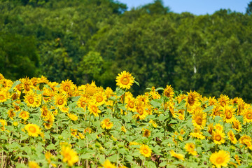 北竜町ひまわりの里のヒマワリ