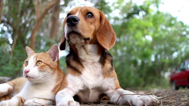 An adorable beagle dog and a cute brown cat  lying together outdoor in the park.