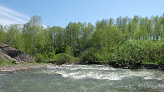 Willow bushes and birch trees on the banks of river