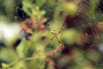 Araña en Perú