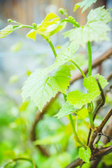 Grape growing in the vineyard. Selective focus.