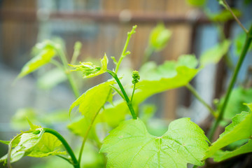 Grape growing in the vineyard. Selective focus.
