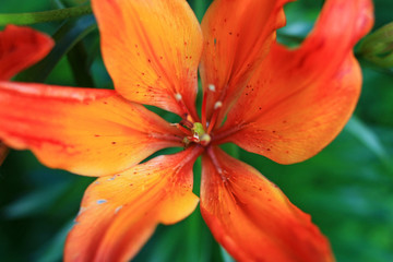 Lily flower in the garden