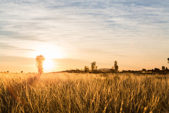Warm Sunrise Over Field - Powered by Adobe