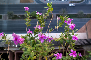 A beautiful morning in the city. balcony with beautiful flowers above the street