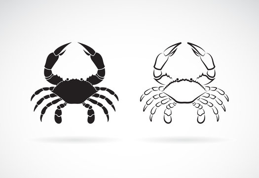 Vector of two crab on white background,. Animals. Crab Icon. Sea creature. Easy editable layered vector illustration.