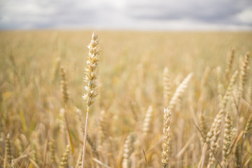 Fototapeta premium Landschaft im Sommer