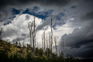 Bare trees with clouds in the background