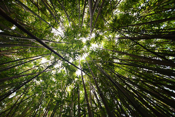 Looking up in a bamboo forest on Oahu, Hawaii
