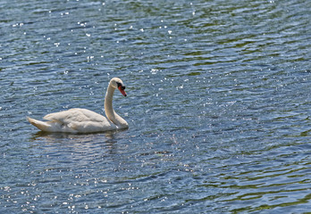 a beautiful white swan swims in  pond