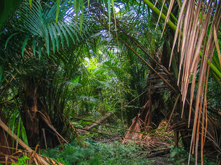 Obraz premium Indonesia. Islas Mentawai, Pulau Siberut. Tribu Sumatra