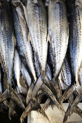 Obraz premium fresh fish in the market