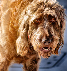 Fototapeta premium Irie Doodle