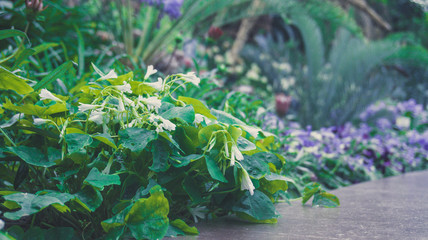 White and purple flower with plants foreground and background