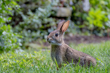 Small young Eastern Cottontail rabbit, Sylvilagus Floridanus, enjoys a snack in beautiful garden and lush green grass on a summer afternoon