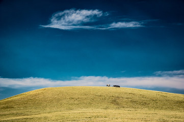 Horses on the horizon in Wyoming