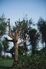 Short Tree Without Leaves