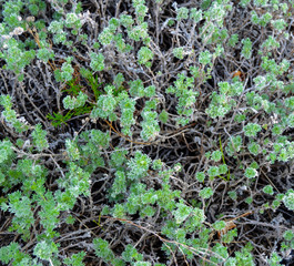 Alaska Wild Flowers and Plants