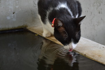 Kitty drinking water 