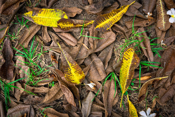 Texture of autumn dry leaves on floor. Dried leaves background