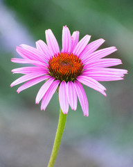 Fototapeta premium Pink Daisy