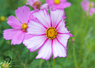 Obraz premium Close up on one bright pink, white and yellow flower with green background. Beautiful bokeh.