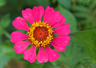 Obraz premium Close up on bright pink and yellow zinnia flower. Zinnia is a genus of plants of the sunflower tribe within the daisy family