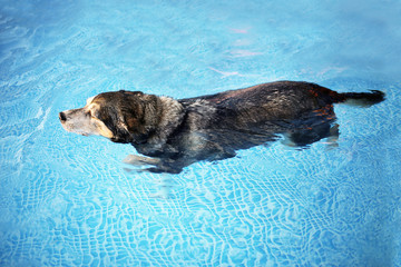 Old Dog Swimming in Backyard Swimming Pool for Exercise and Rehabilitation from an Injury © Christin Lola
