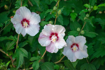 Hibiscus