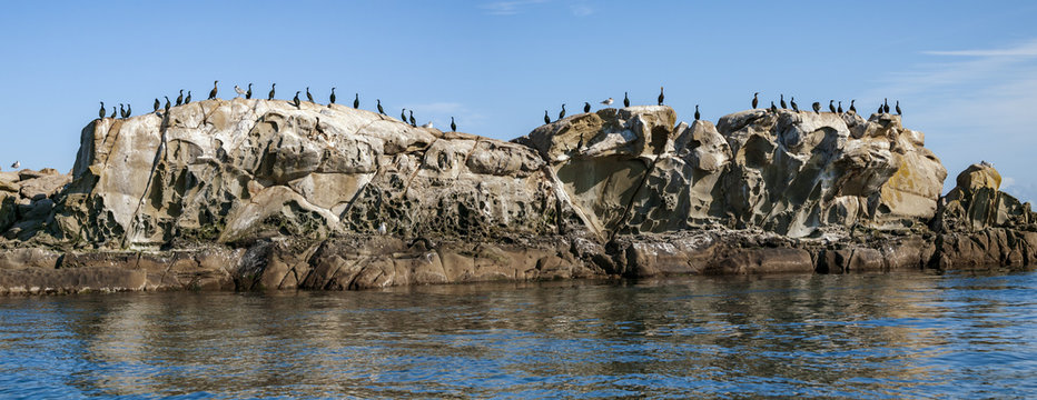 Cormorants on rock islet in southern British Columbia.
Two photo panorama of various species of cormorants and seagulls sunning themselves.