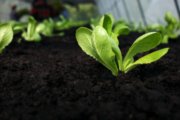 Selective focus of Vegetable sapling over the soil in the greenhouse