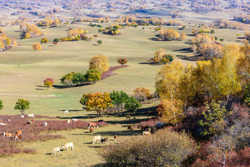 Inner Mongolia grassland in China