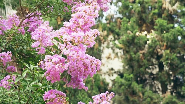 Lagerstroemia indica flower is a large bouquet of purple hanging from the tree. Lagerstroemia indica from spring with natural sunlight. 4k, stadikam