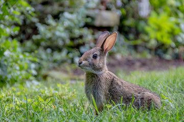 Naklejka na ściany i meble Small young Eastern Cottontail rabbit, Sylvilagus Floridanus, enjoys a snack in beautiful garden and lush green grass on a summer afternoon