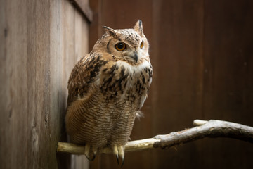 Owl sitting on branch.