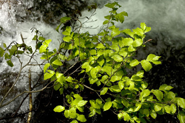 新緑と沢の流れ