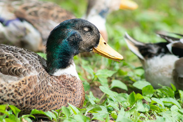 Duck sleeping on the ground.