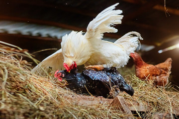 A rooster and a chicken mating in the hayloft. Big cock on top o