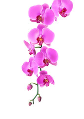Pink purple orchids flowers hang down in branch isolated on white background. Vector illustration of realistic orchids flowers hang from top to bottom.