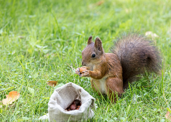 Naklejka na ściany i meble cute squirrel with fluffy tail sitting on green grass with bag of nuts