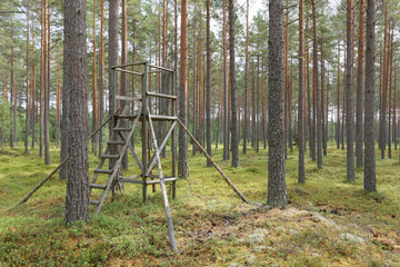 Fototapeta premium Well managed pine wood and a raised hide or tree stand, the ground covered with blueberry plants