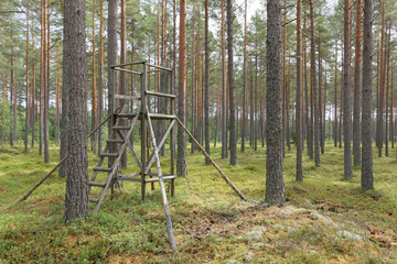 Well managed pine wood and a raised hide or tree stand, the ground covered with blueberry plants